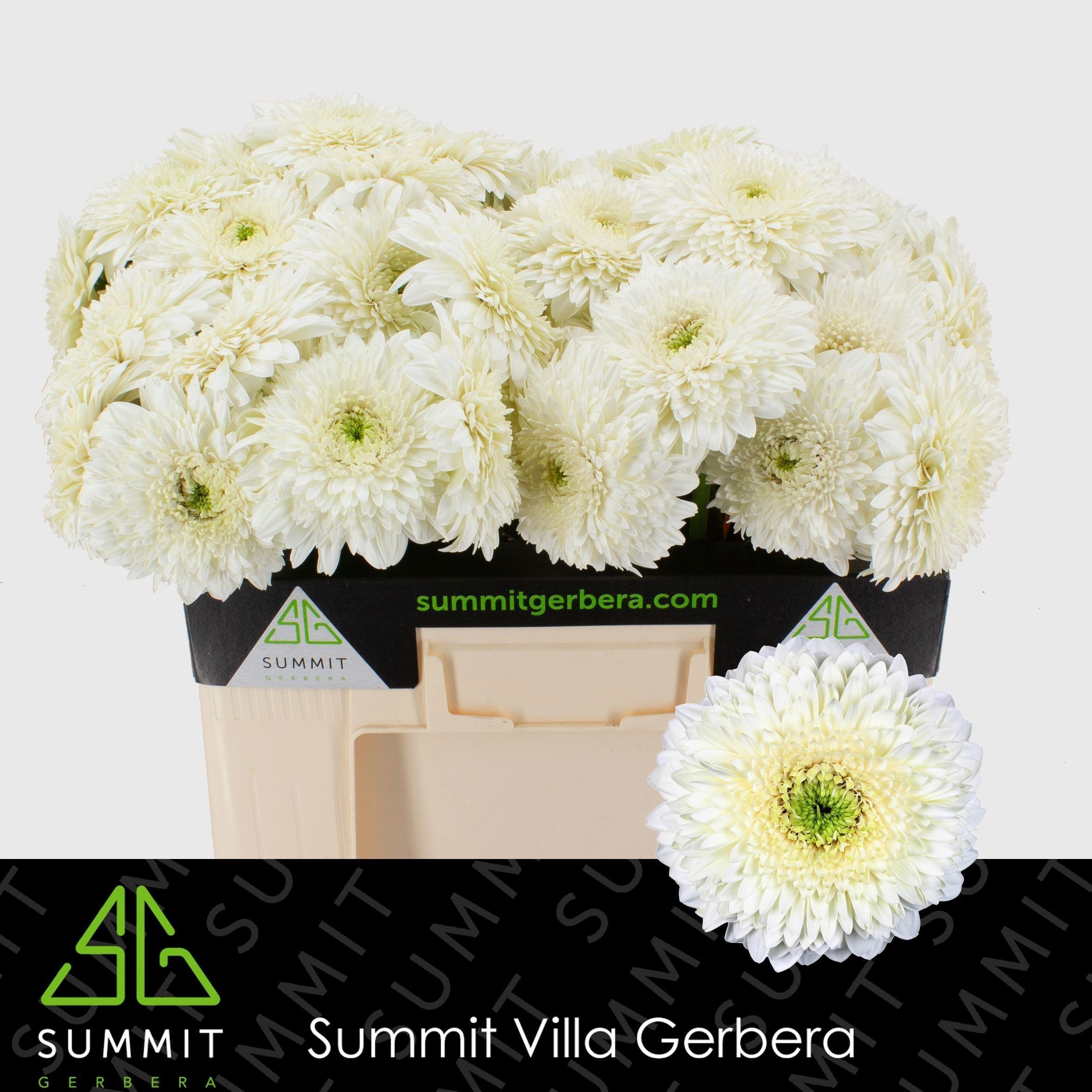 Gerbera Hol. Gb Moon Kick Bl.