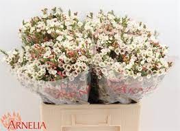 Flor Cera Hol. Moonl Delight 60cm 20gr "T25"