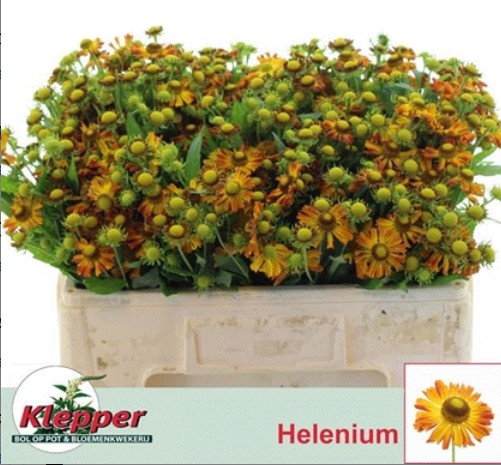 Helen Orange beauty 50cm