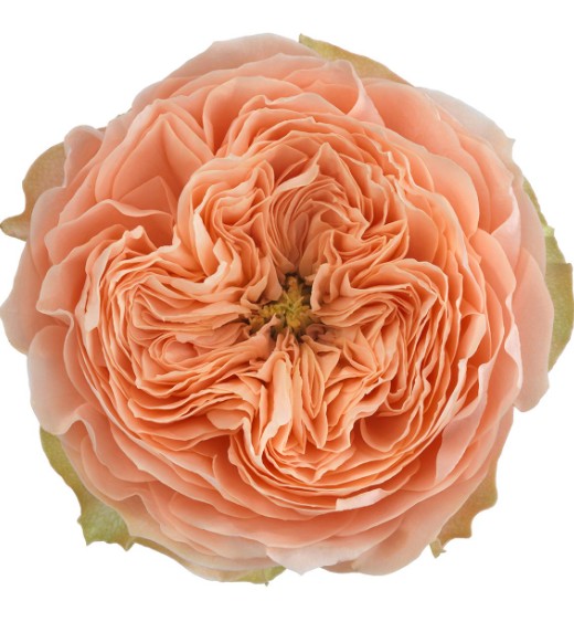 Rosa Hol. Sweet Harper 50cm