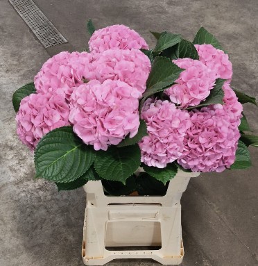 Hortensia Hol. Vienna 60cm �16/18  Bic.