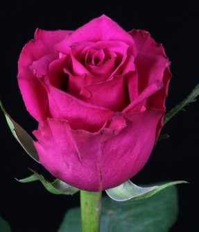 Rosa Hol. Ever Pink 60cm Fresa.