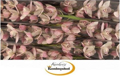 Cymbidium Summer Magic Pink 80cm