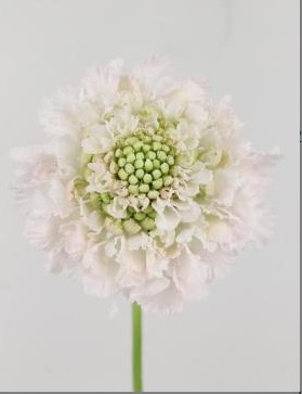Scabiosa Atro Vanilla Bon Bon Scoop 60cm