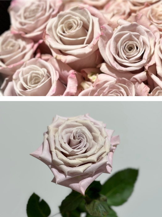 Rosa Ecu. Menta 50cm