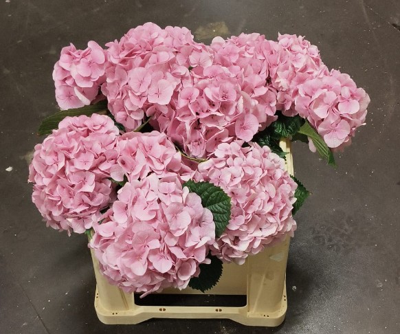 Hortensia Hol. Vienna 50cm �16/18 Rs.
