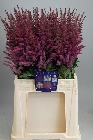 Astilbe Maggie Daley 70cm