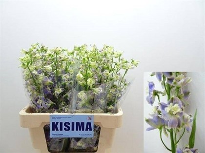 Delphinium En Trick 60cm "T10"