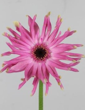 Gerbera Hol. Gk Pastini Vittoria Rs.