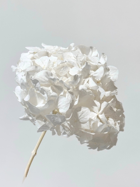 Hortensia Preservada Premium Blanca 15-20cm
