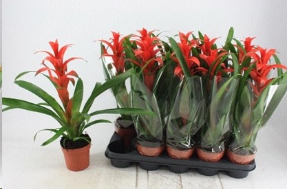 P. Guzmania Allura 12/50cm x10