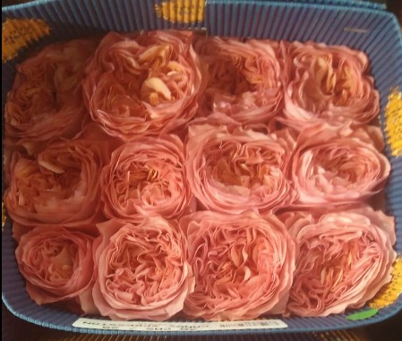 Rosa Ecu. Candy Xpression 60cm