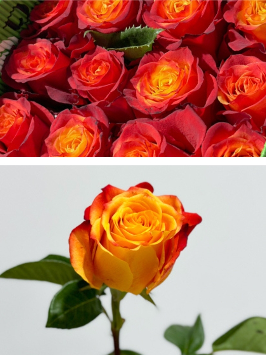 Rosa Ecu. Atomic 50cm Nj.