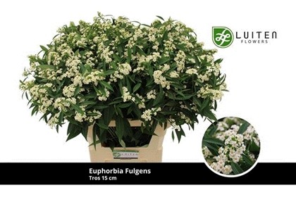 Euphorbia Quicksilver 80cm (10cm flor) Bl.