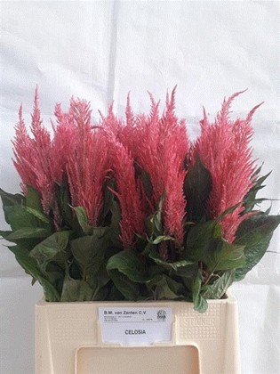 Celosia Plumosa Royal Pink 70cm x5