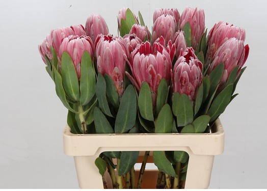 Protea Carnival x5 60cm