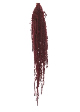 Amaranthus Preservado Burgundy 40-70cm 150g