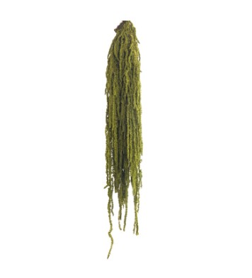 Amaranthus Preservado Verde Almendra 40-70cm 150g