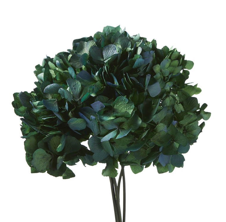Hortensia Preservada Standard Verde/Azul 18-25cm