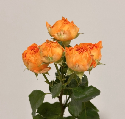 Ramificada Orange Trendsetter 60cm