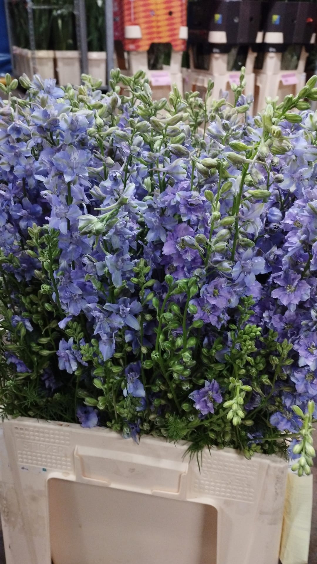 Delphinium Hol. Aj Ov Blauw 80cm x10
