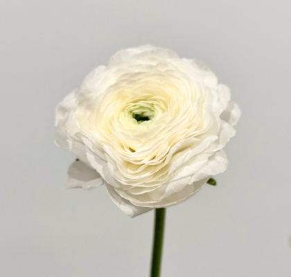 Ranunculos Ecu. Blanco 35cm