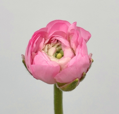 Ranunculos Ecu. Rosa 35cm