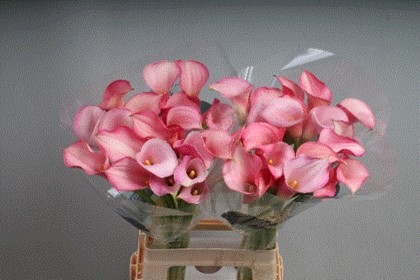 Calla Blushing Lady 70cm