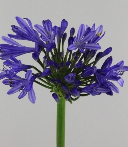Agapantus Hol. Blue Heaven 80cm x10