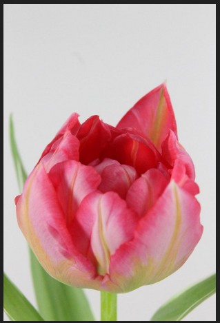Tulipan Hol. Doble Flash Point 40cm Rs.