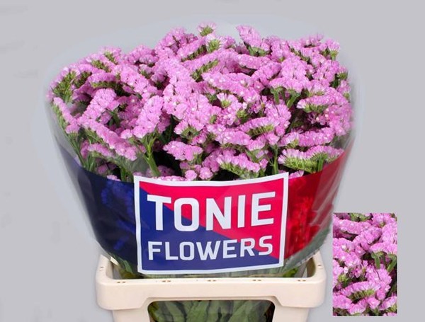 Statice Hol. Barbie wings 50cm 20gr x25 Ros.