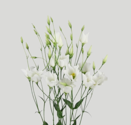 Lisiantus Hol. Botanic White 60cm 55gr "T10"