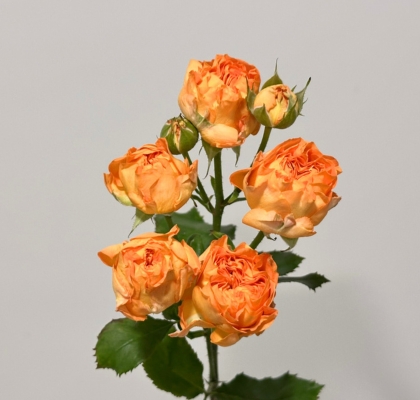 Ramificada Orange Trendsetter 50cm