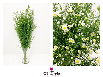 Aster Hol. Monte Cassino Improved 80cm 35gr "T25"