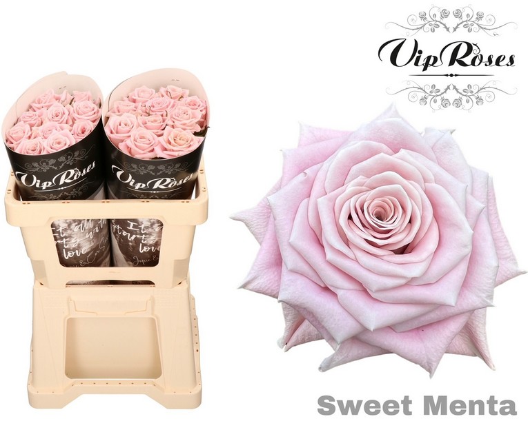 Rosa Hol. Sweet Menta 60cm x10 "Vip Roses"