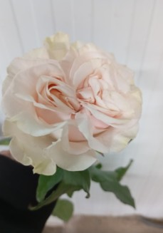Rosa Ecu. Cotton Xpression 80cm Bl
