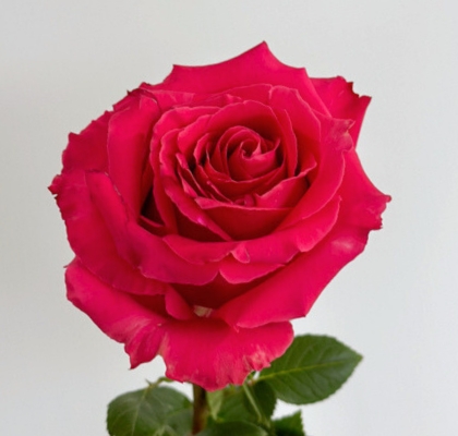 Rosa Ecu. Full Monty 70cm Fx.