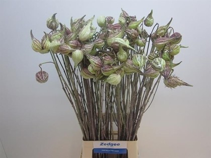 Asclepias Syriaca 80cm