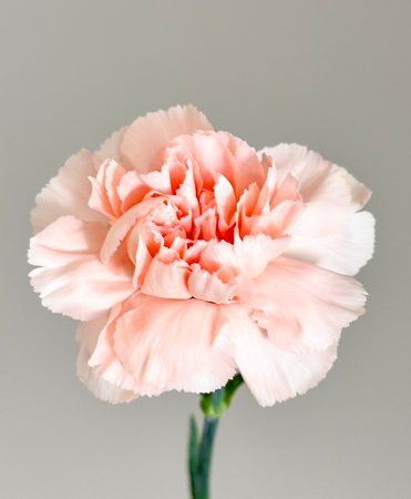 Clavel Col. Short Novia Sal.