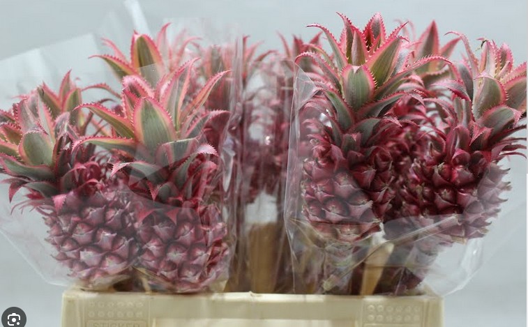Ananas 45cm