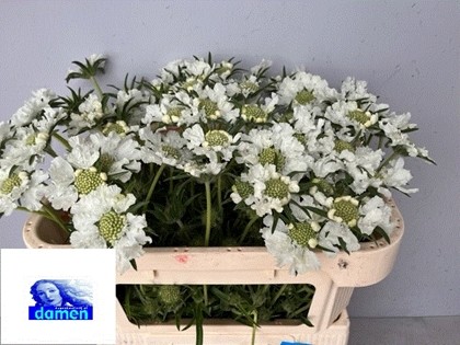 Scabiosa Caucasica Anabelle 60cm