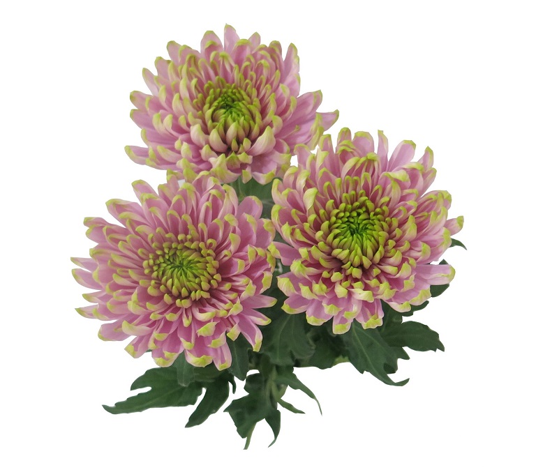 Uniflor Ecu. Rossano Charlote