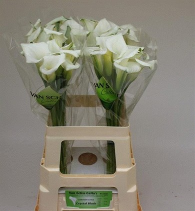 Calla Pure Art 60cm