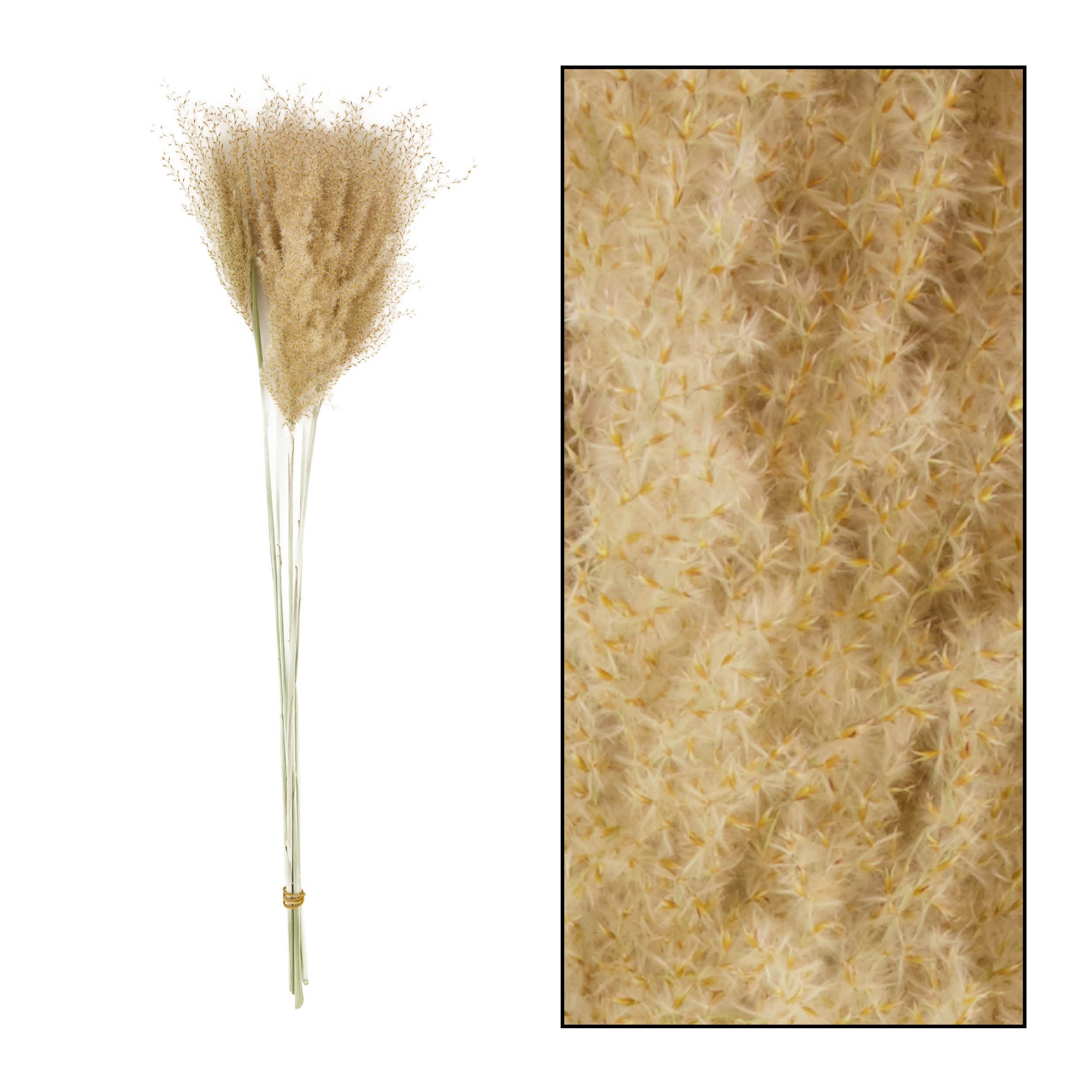 Miscanthus Seco Natural 70cm (5 Tallos)
