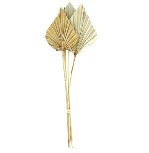 Palms Spear Seco Mediano Natural 35cm (4 Tallos)