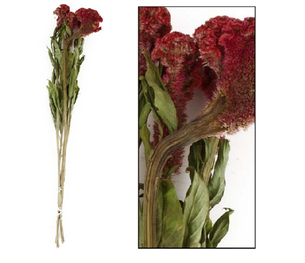 Celosia Cresta Seca Terracota 60cm (5 Tallos)