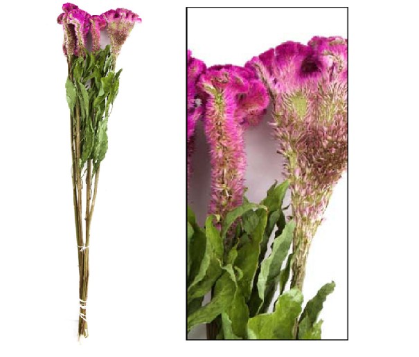 Celosia Cresta Seca Fucsia 60cm (5 Tallos)