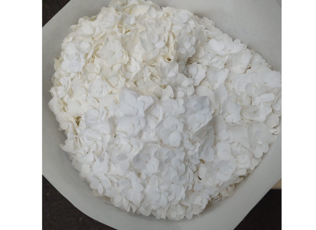 Hortensia Hol. Royal Highnes 50cm 16/18 Bl.