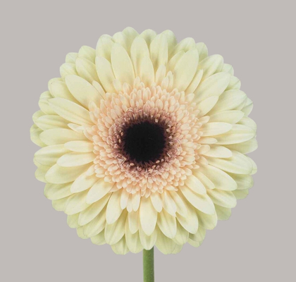 Gerbera Hol. Eclair "Aquapack" "T15"