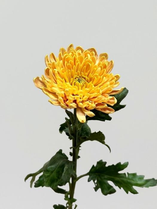 Uniflor Ecu. Rossano Orange